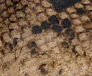 Khaite - Marlene Ballerina in Python - Embossed Taupe - Image 9
